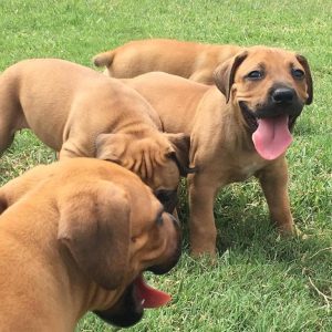 Boerboel-Puppies-1-1.jpg