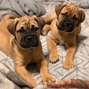Bullmastiff-Puppies-1-1-1024x1024-1.jpg