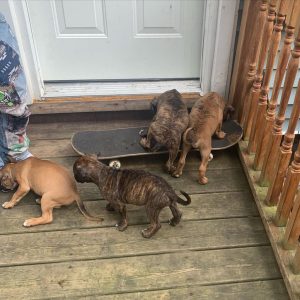 Bullmastiff-Puppies-33-1024x1024-1.jpg