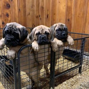 Bullmastiff-Puppies-44-1024x1024-1.jpg