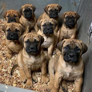 Bullmastiff-Puppies-55-1024x1024-1.jpg