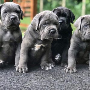 Cane-Corso-3-1024x812-1.jpg