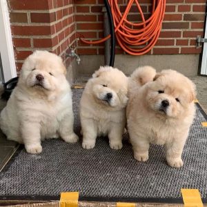 Chow-Chow-1.jpg