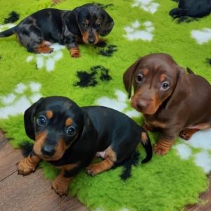 Dachshund-Puppies-1.jpg
