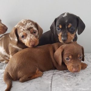 Dachshund-Puppies-2-1-1024x1024-1.jpg