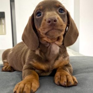 Dachshund-Puppies-33-1024x1024-1.jpg