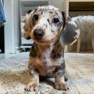Dachshund-Puppies-55-1-1024x1024-1.jpg