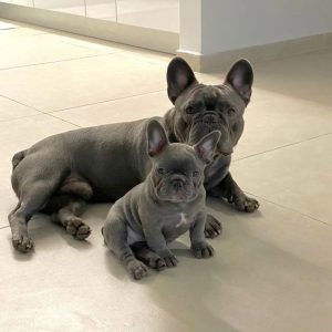 French-Bulldog-2.jpg