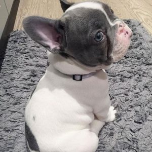 French-Bulldog-3.jpg