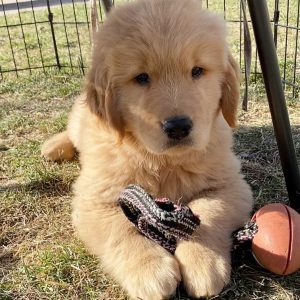 Golden-Retriever-1-1.jpg