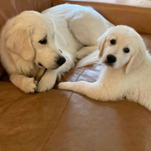 Golden-Retriever-33.jpg