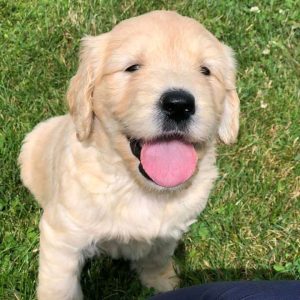 Golden-Retriever-44.jpg