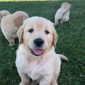 Golden-Retriever-66-2.jpg