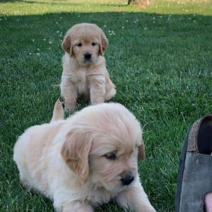Golden-Retriever-77.jpg