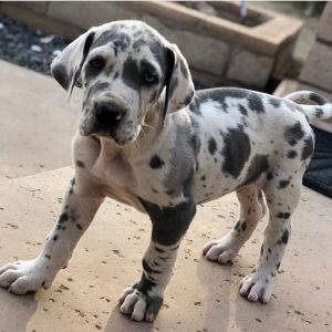 Great-Dane-Puppies-1-3.jpg