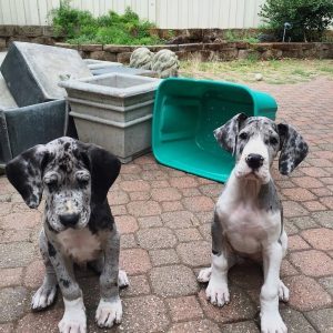 Great-Dane-Puppies-22.jpg