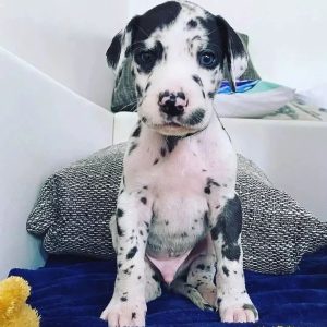 Great-Dane-Puppies-33-1.jpg