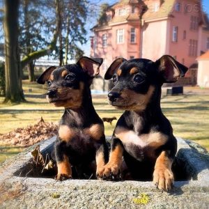 Miniature-Pinscher-1-1-1.jpg