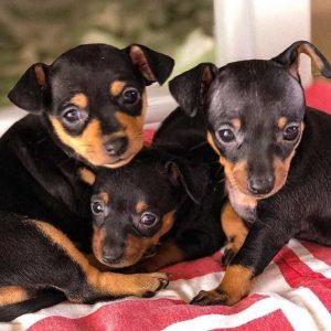 Miniature-Pinscher-2.jpg