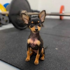 Miniature-Pinscher-3.jpg