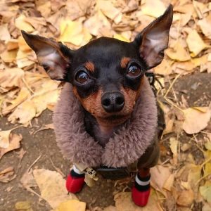 Miniature-Pinscher-4-2.jpg