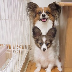 Papillon-Puppies-1-1-1.jpg