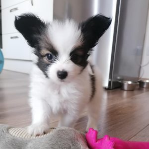 Papillon-Puppies-33.jpg