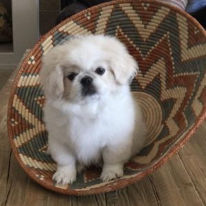 Pekingese-Puppies-1-1-1024x960-1.jpg