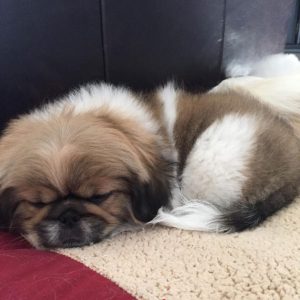 Pekingese-Puppies-2-990x1024-1.jpg