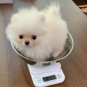 Teacup-pomeranian-1-1.jpg