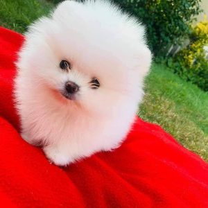 Teacup-pomeranian-22.jpg