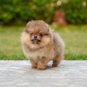 Teacup-pomeranian-33-1024x687-1.jpg