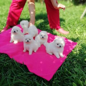 Teacup-pomeranian-44-1.jpg