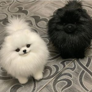 Teacup-pomeranian-66-1024x1024-1.jpg