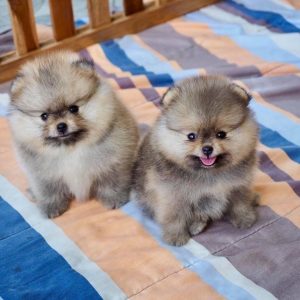 Teacup-pomeranian-77-1024x768-1.jpg