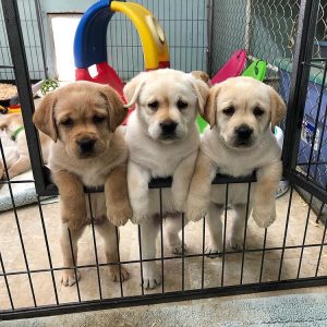labrador-puppies-1-2.jpg