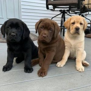 labrador-puppies-2-1024x1024-1.jpg