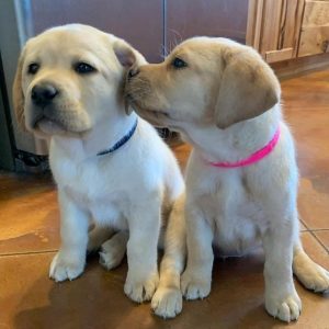 labrador-puppies-4-1-1024x1024-1.jpg